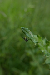 Thricops semicinereus