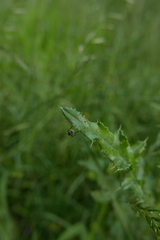 Thricops semicinereus