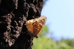 Asterocampa celtis