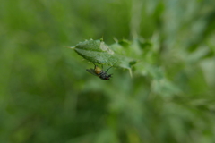 Thricops semicinereus