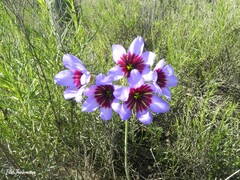 Leucocoryne purpurea