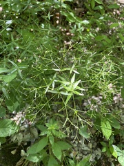 Galium arkansanum