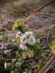 Agathosma ciliata