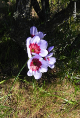 Leucocoryne purpurea