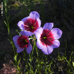 Leucocoryne purpurea