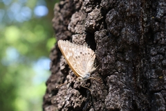 Asterocampa celtis