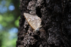Asterocampa celtis