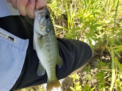 Micropterus treculii