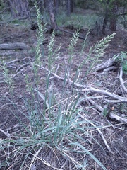 Festuca kingii