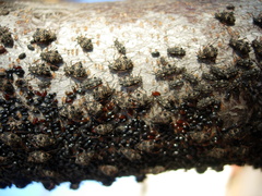 Pterochloroides persicae