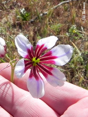 Leucocoryne purpurea