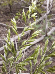 Festuca kingii