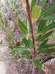 Searsia angustifolia