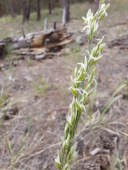 Festuca kingii