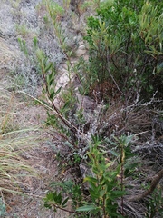 Searsia angustifolia