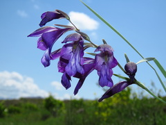 Gladiolus atroviolaceus