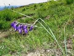 Gladiolus atroviolaceus