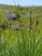 Juncus filiformis