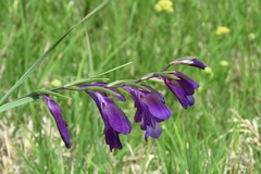 Gladiolus atroviolaceus