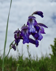 Gladiolus atroviolaceus