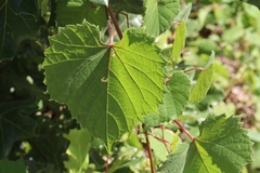 Vitis rotundifolia