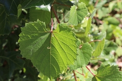 Vitis rotundifolia