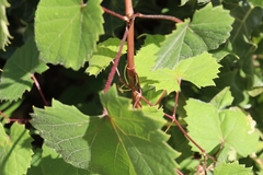 Vitis rotundifolia