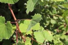 Vitis rotundifolia
