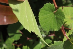 Vitis rotundifolia