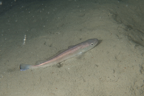 Foto de Merluza europea (Merluccius merluccius)