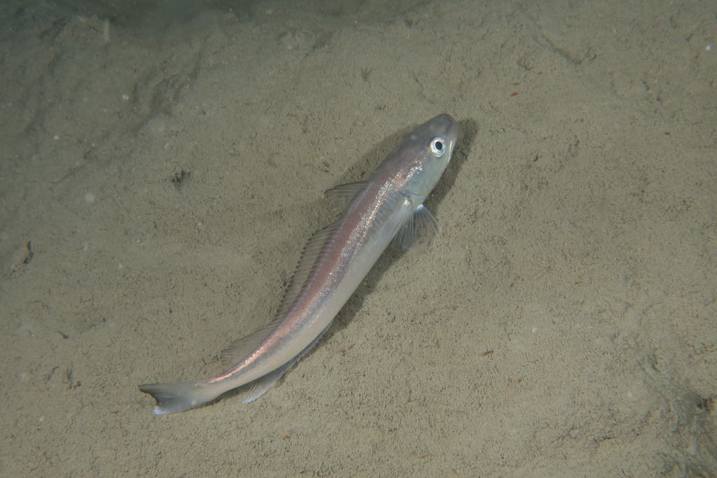 Foto de Merluza europea (Merluccius merluccius)