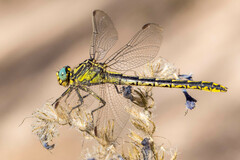 Gomphus graslinii