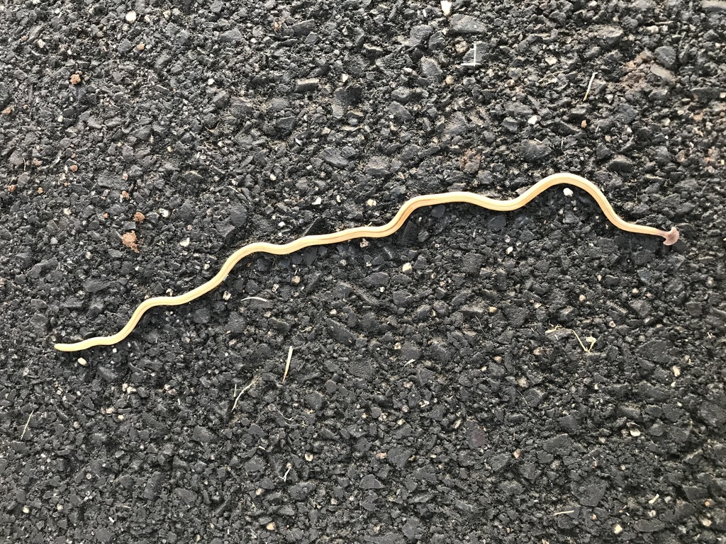 Shovelheaded Garden Worm from Higgins Pl, Cumbalum, NSW, AU on June 21