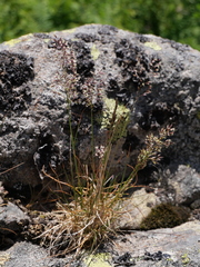Agrostis rupestris