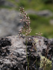 Agrostis rupestris