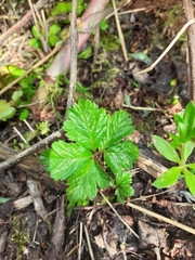 Rubus pedatus