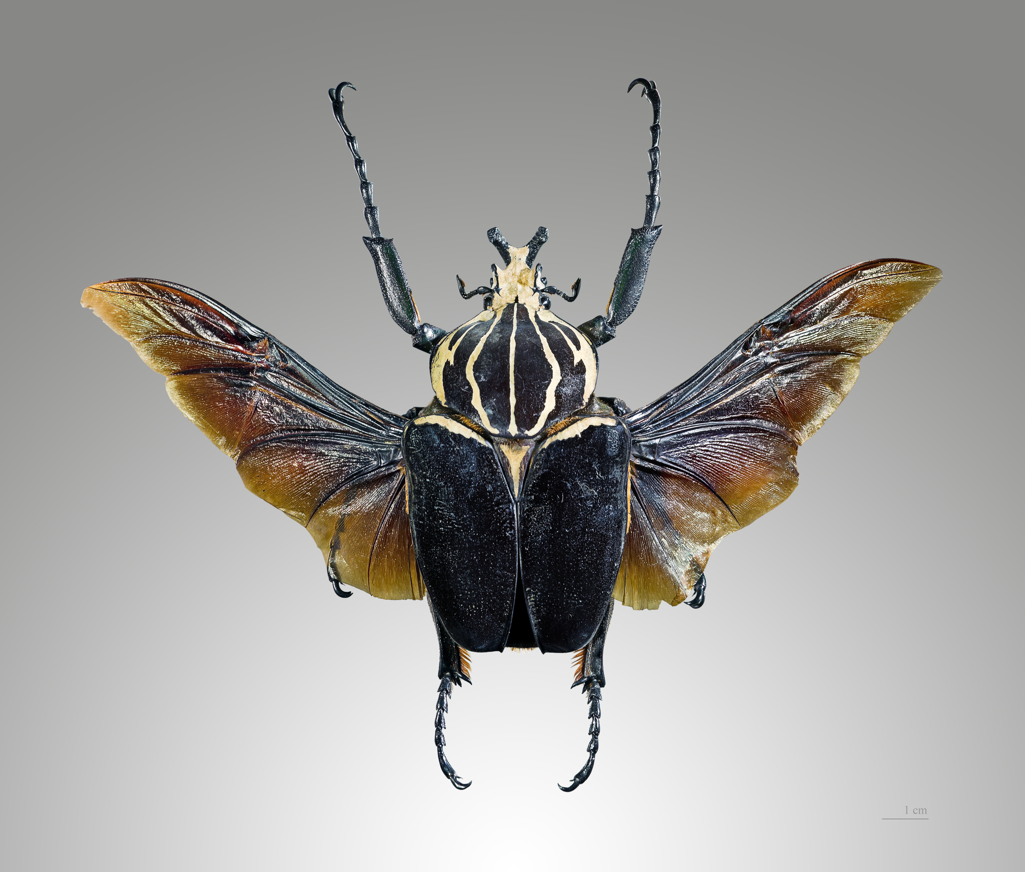 Goliathus goliatus apicalis 100mm CONGO