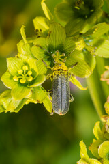 Cantharis nigricans