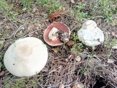Agaricus