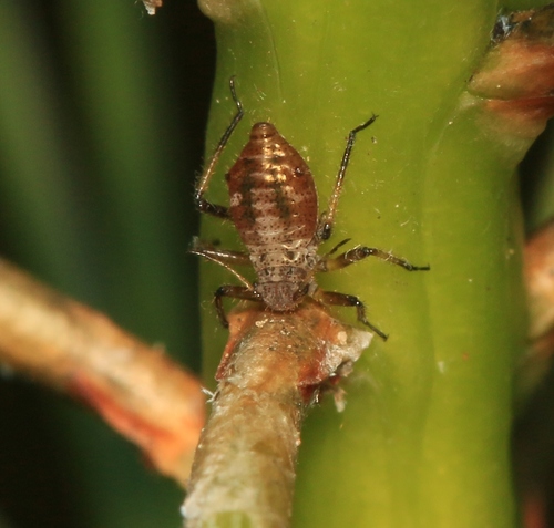 Large Pine Aphid