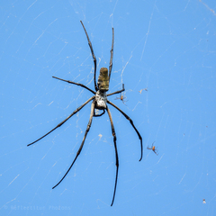 Nephila vitiana