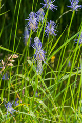 Phyteuma betonicifolium