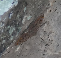 Toxonprucha pardalis