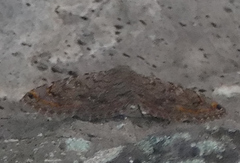 Toxonprucha pardalis