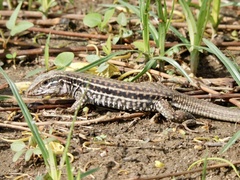 Aspidoscelis costatus