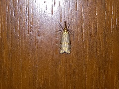 Chrysocrambus linetella