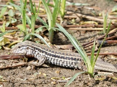 Aspidoscelis costatus