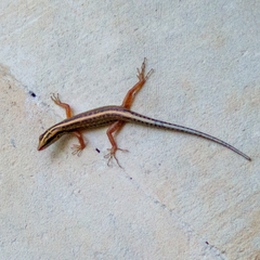 Sphenomorphus sanctus