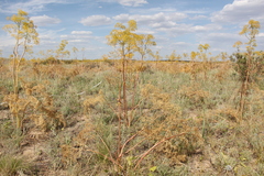 Ferula songarica
