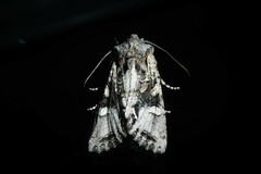 Ichneutica insignis